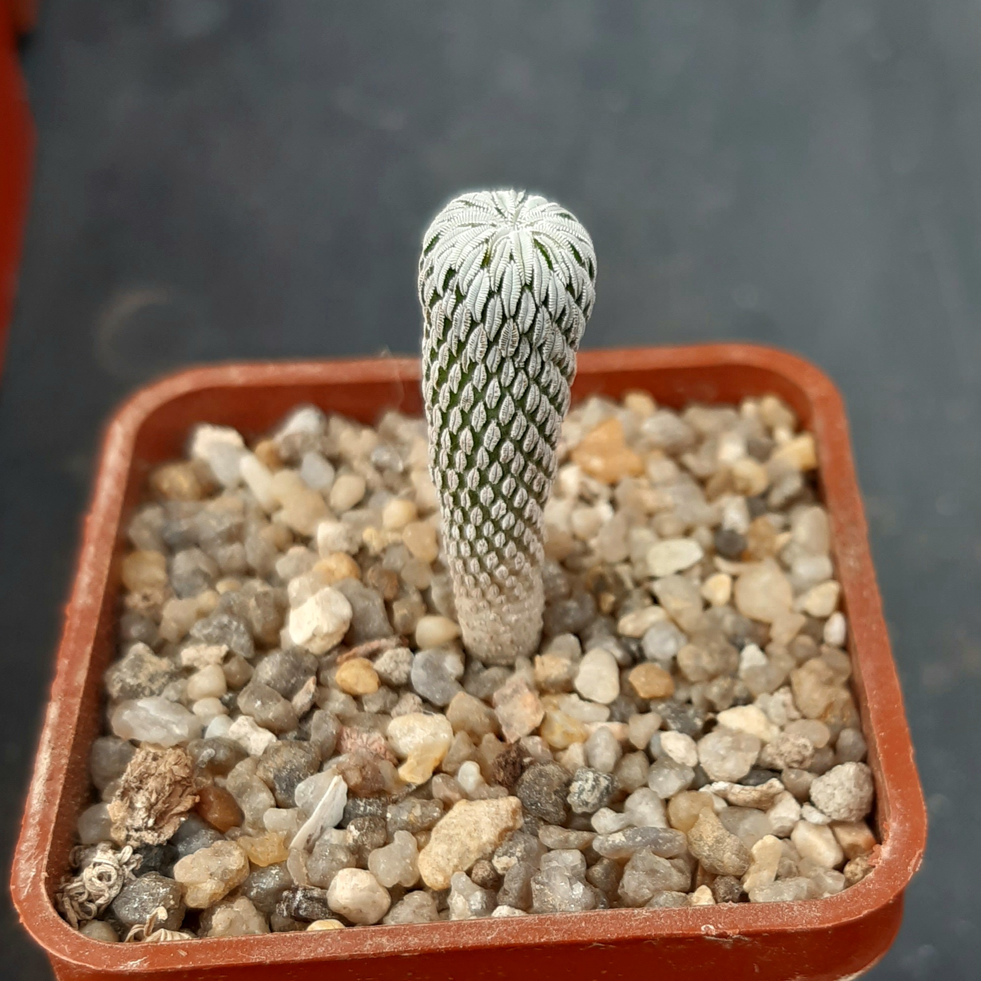 Pelecyphora aselliformis