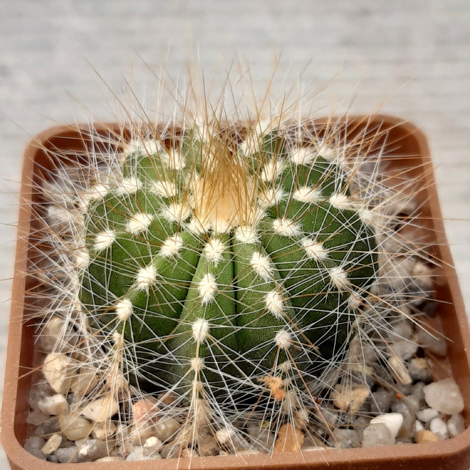 Eriocactus magnificus