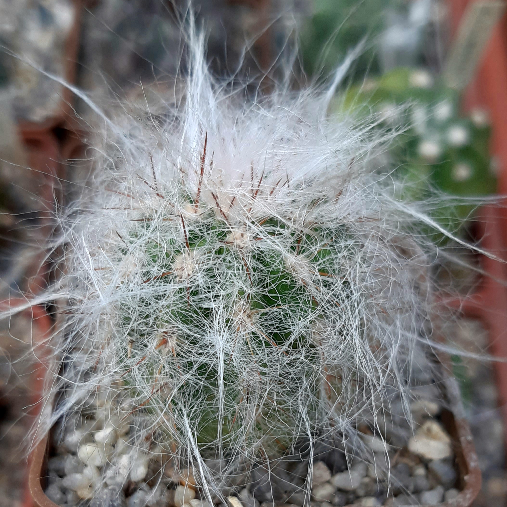 Oreocereus trolli
