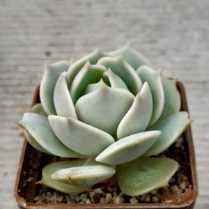 Echeveria 'Lola' (='Lolla')