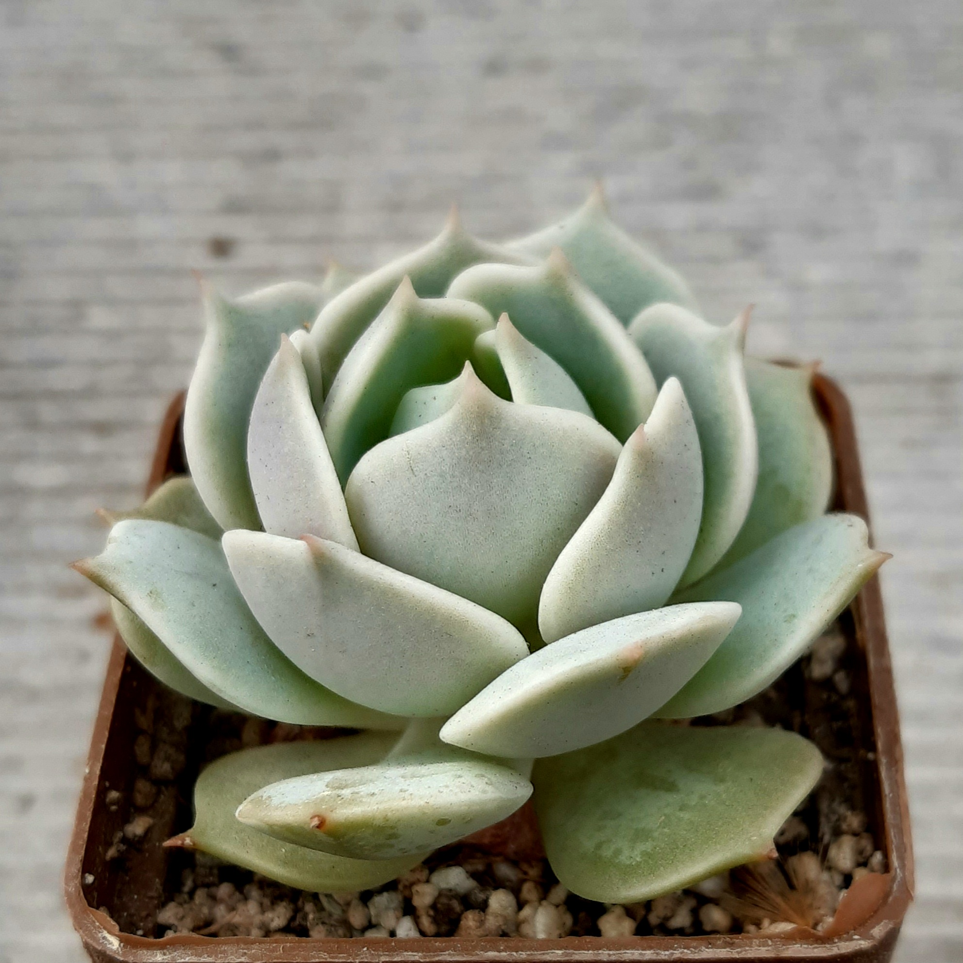 Echeveria 'Lola' (='Lolla')