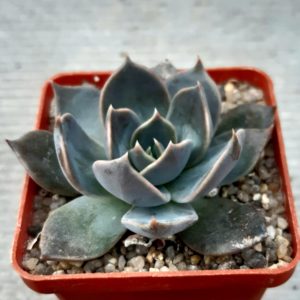 Echeveria 'Linda Jane'