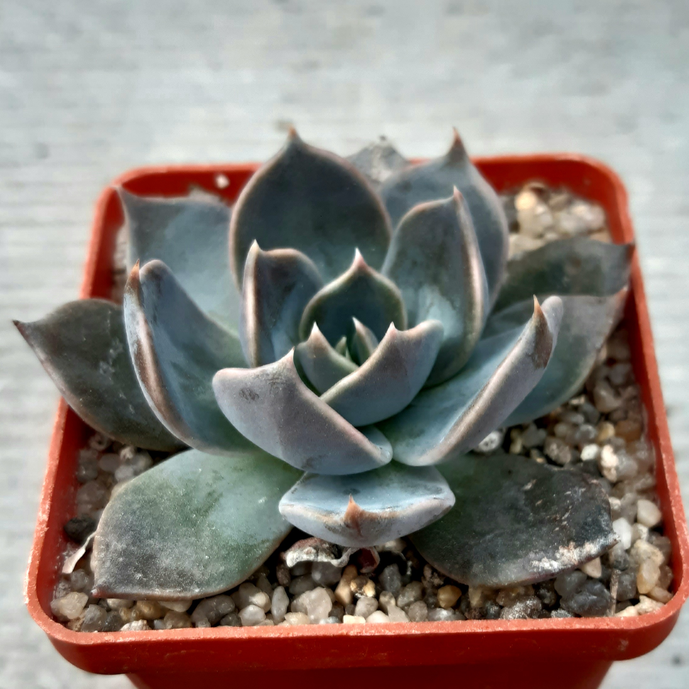 Echeveria 'Linda Jane'