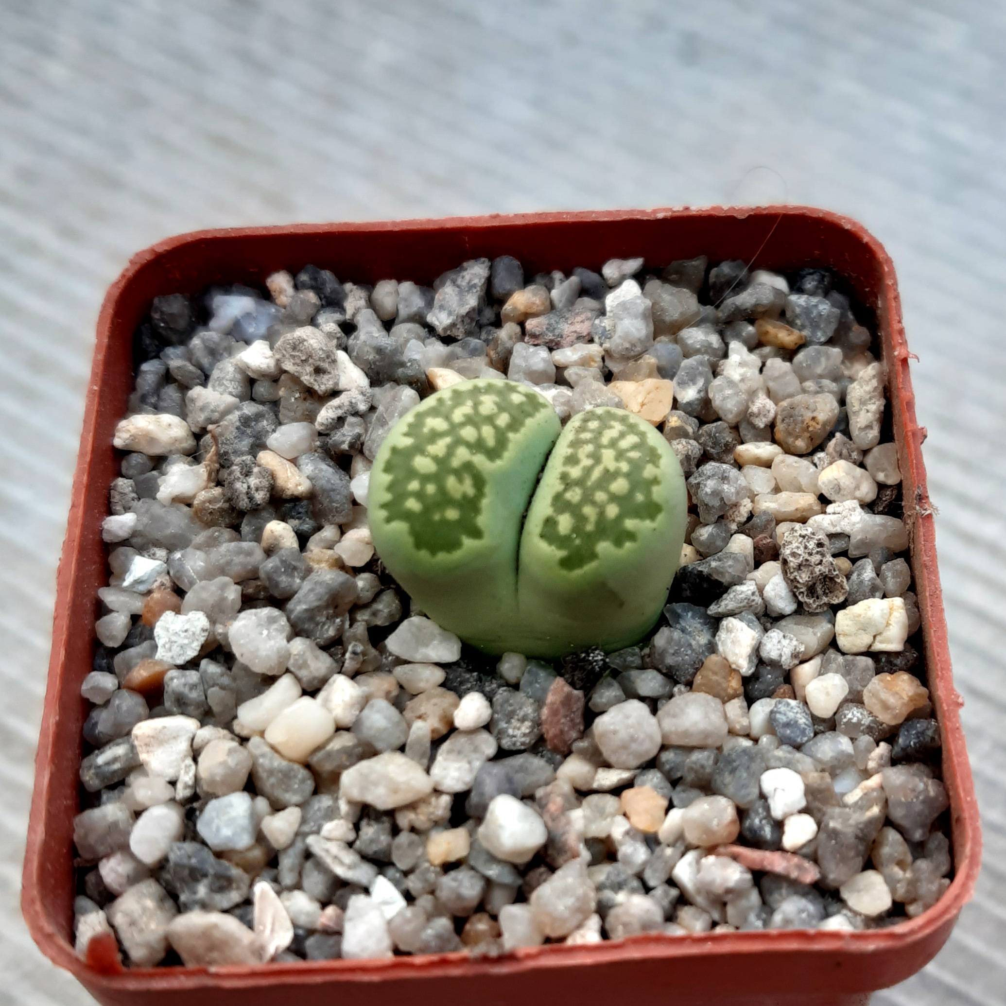Lithops julii 'Fullergreen' x salicola 'Malachite'