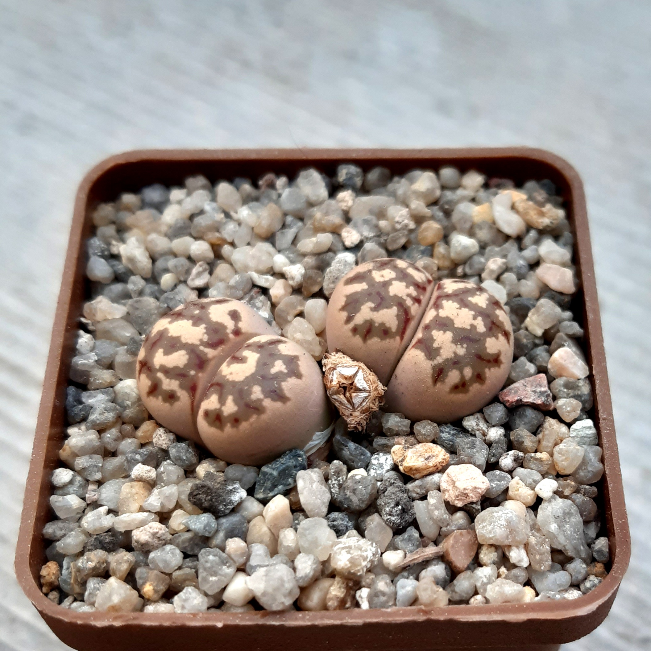 Lithops dorothea