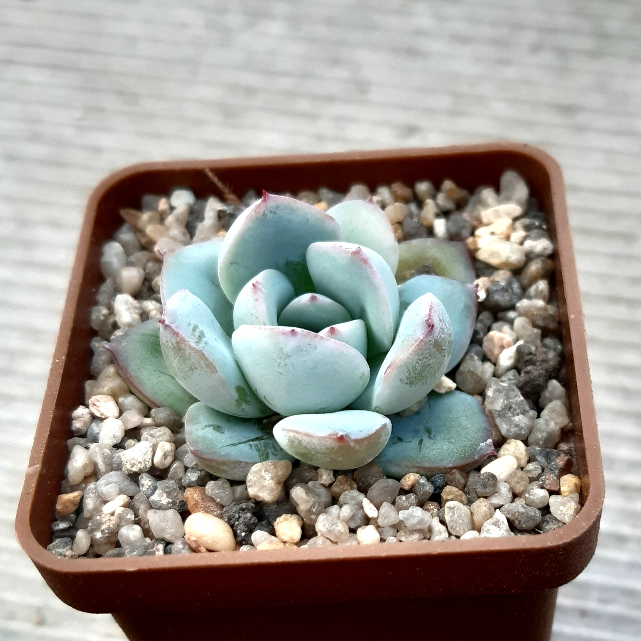 Echeveria 'Lotos'