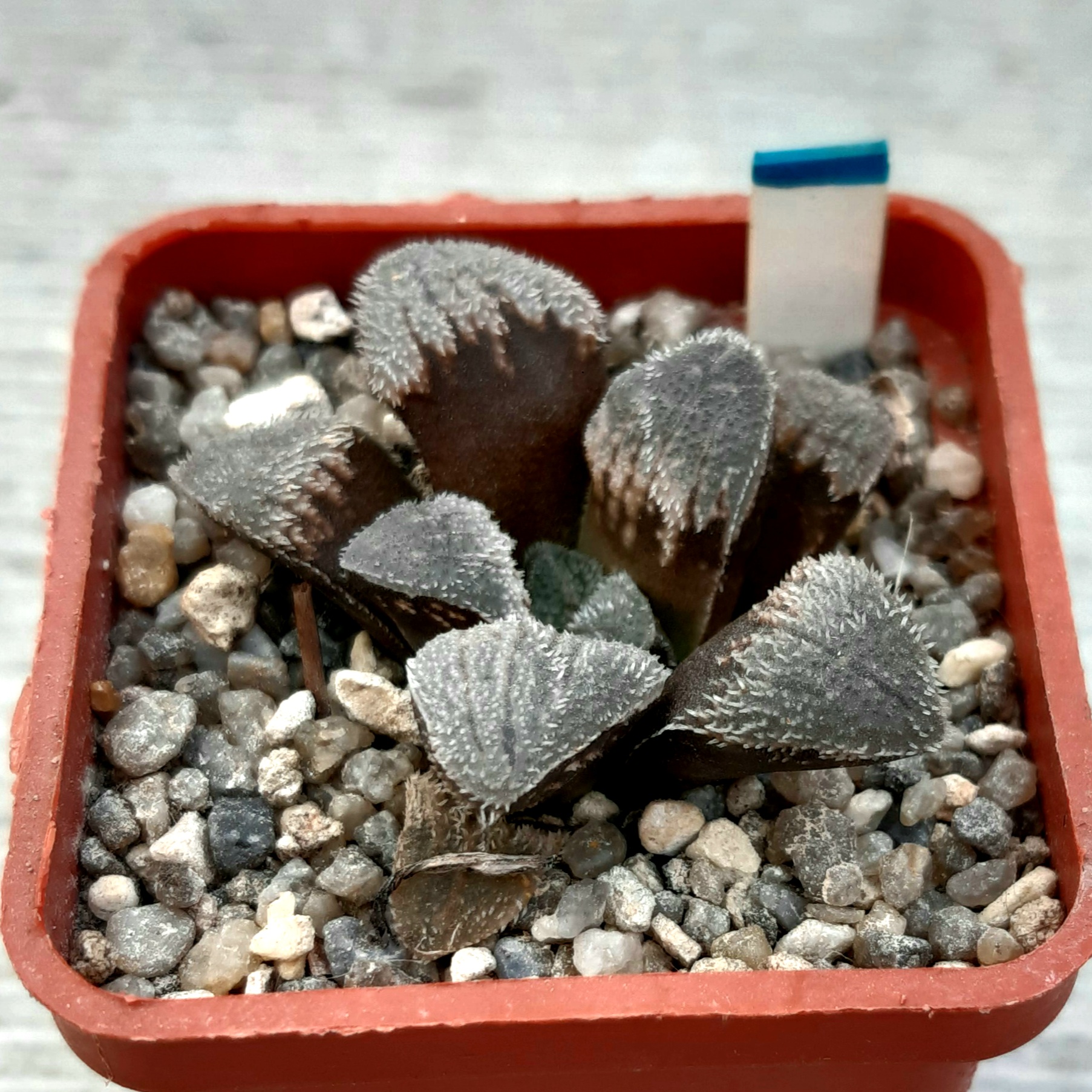 Haworthia pygmaea hybr
