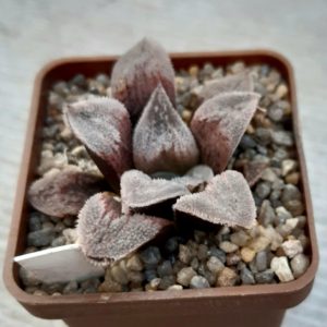 Haworthia pygmaea hybr