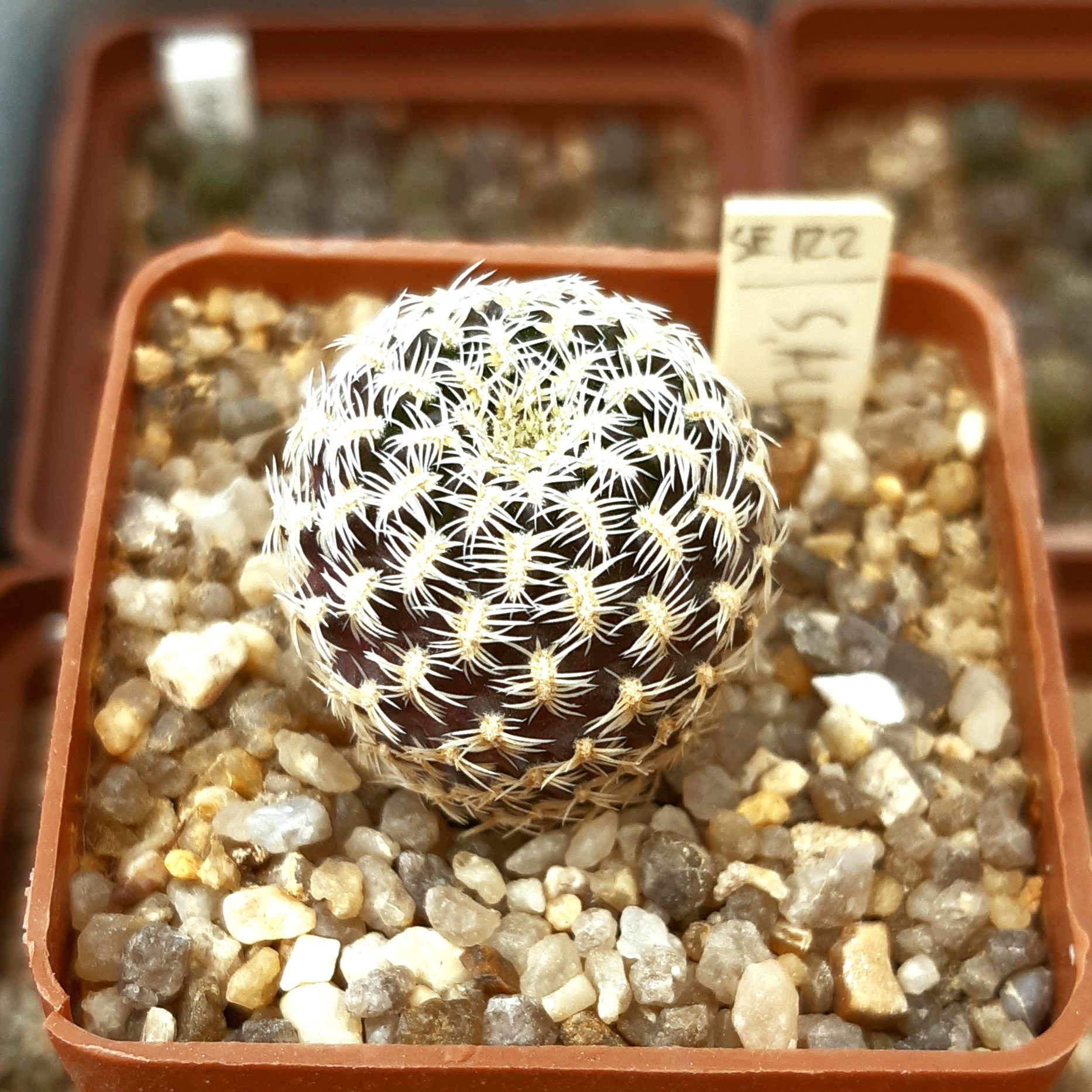 Sulcorebutia albissima SE122