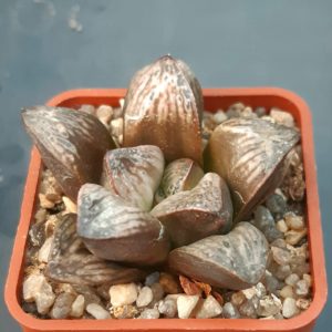Haworthia splendens cv.'Incarose'