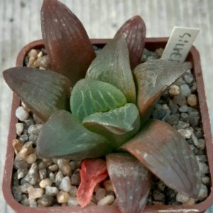 Haworthia 'Silver Mutica' hybr