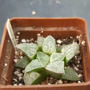 Haworthia 'Ginsekai' x 'Yuki No Sato'