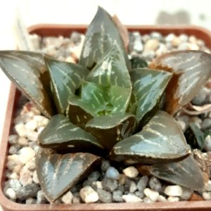 Haworthia mutica hybr