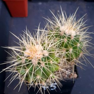 Echinocactus grusonii (two heads)