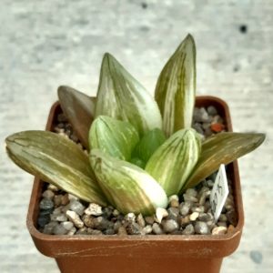 Haworthia hybr variegata (SL003)