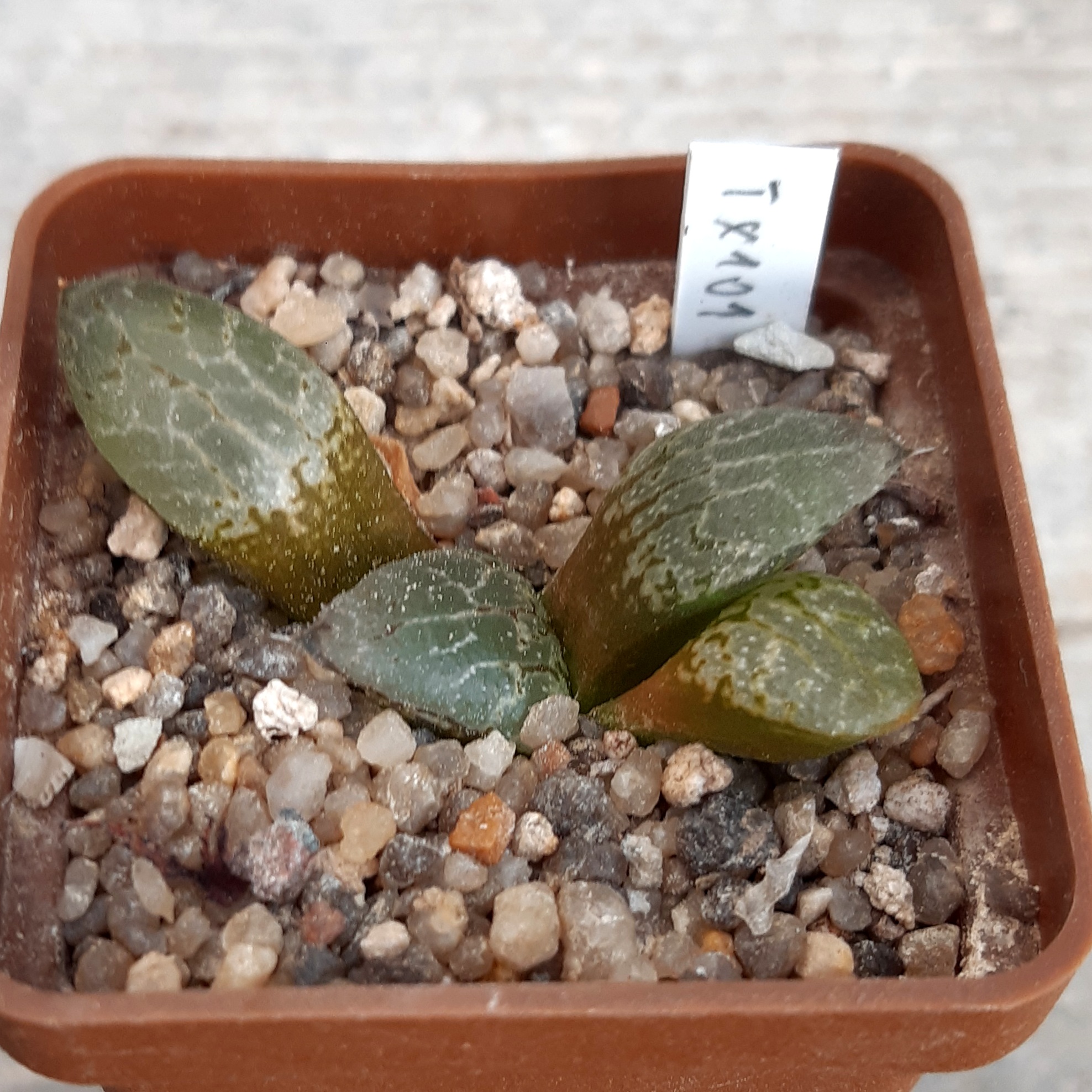 Haworthia cv. 'N Suishou comptoniana 101'