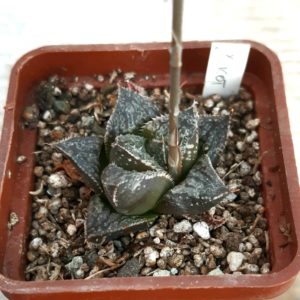Haworthia splendens hybrid