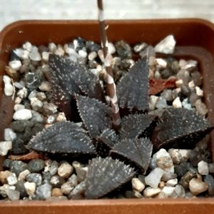 Haworthia 'Yumedono' x 'Kurono Wakusei'