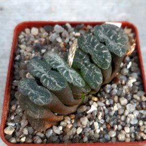 Haworthia truncata (Japan clone)