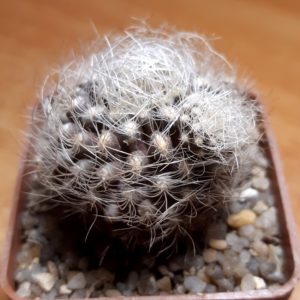 Neoporteria gerocephala (Koehres)