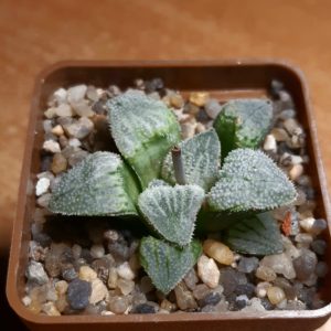 Haworthia pygmaea x splendens