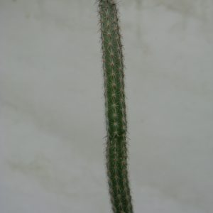 Wilcoxia viperina MZ050