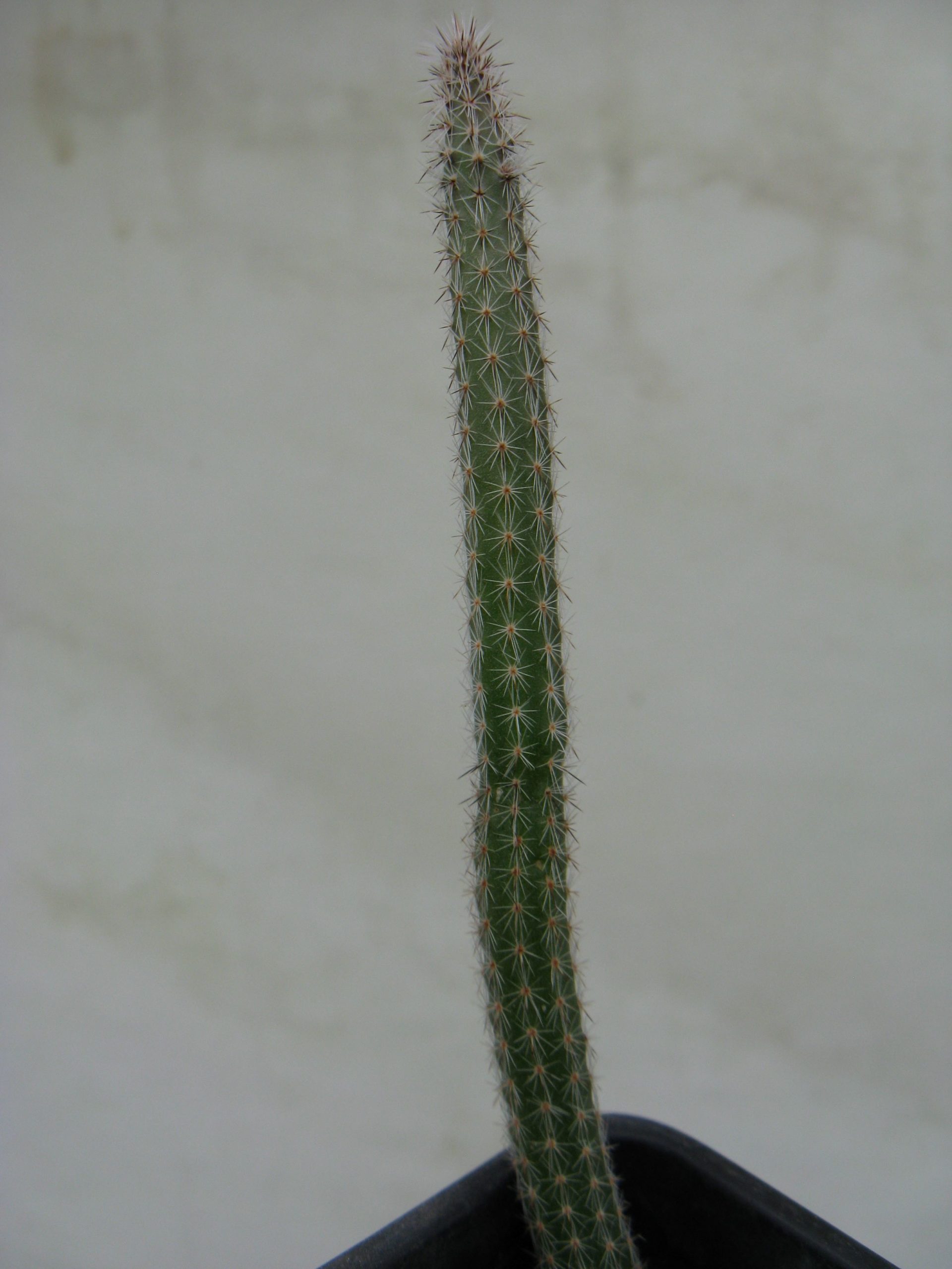 Wilcoxia viperina MZ050