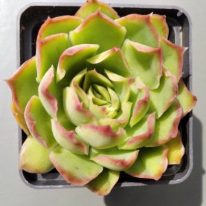Echeveria Green Joy ( hybr Ermak Olga)