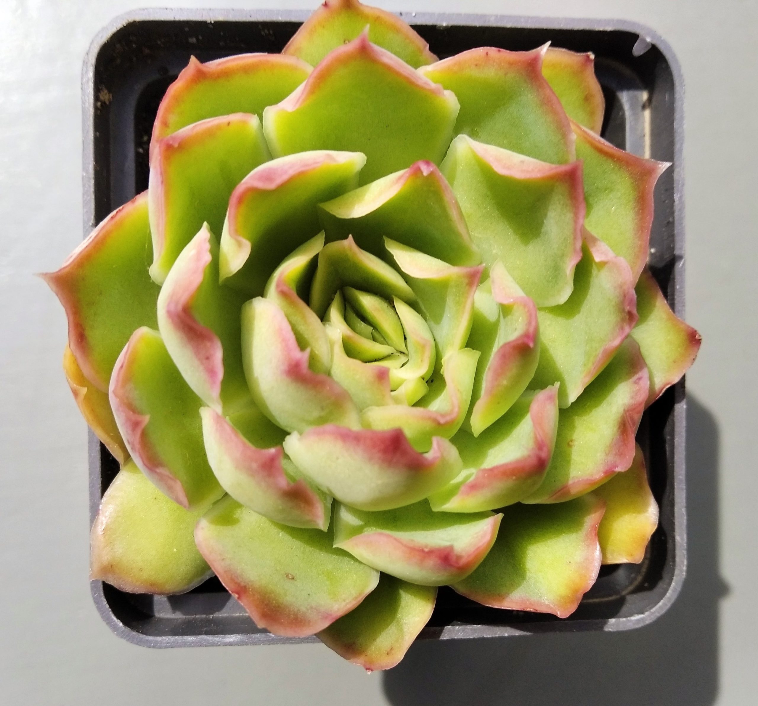 Echeveria Green Joy ( hybr Ermak Olga)