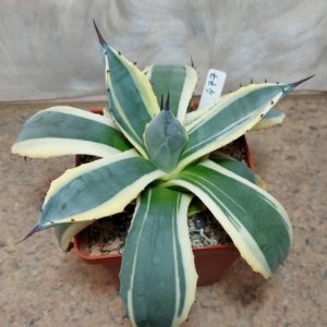 477 Agave patonii f. variegata