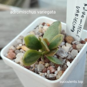 adromischus variegata