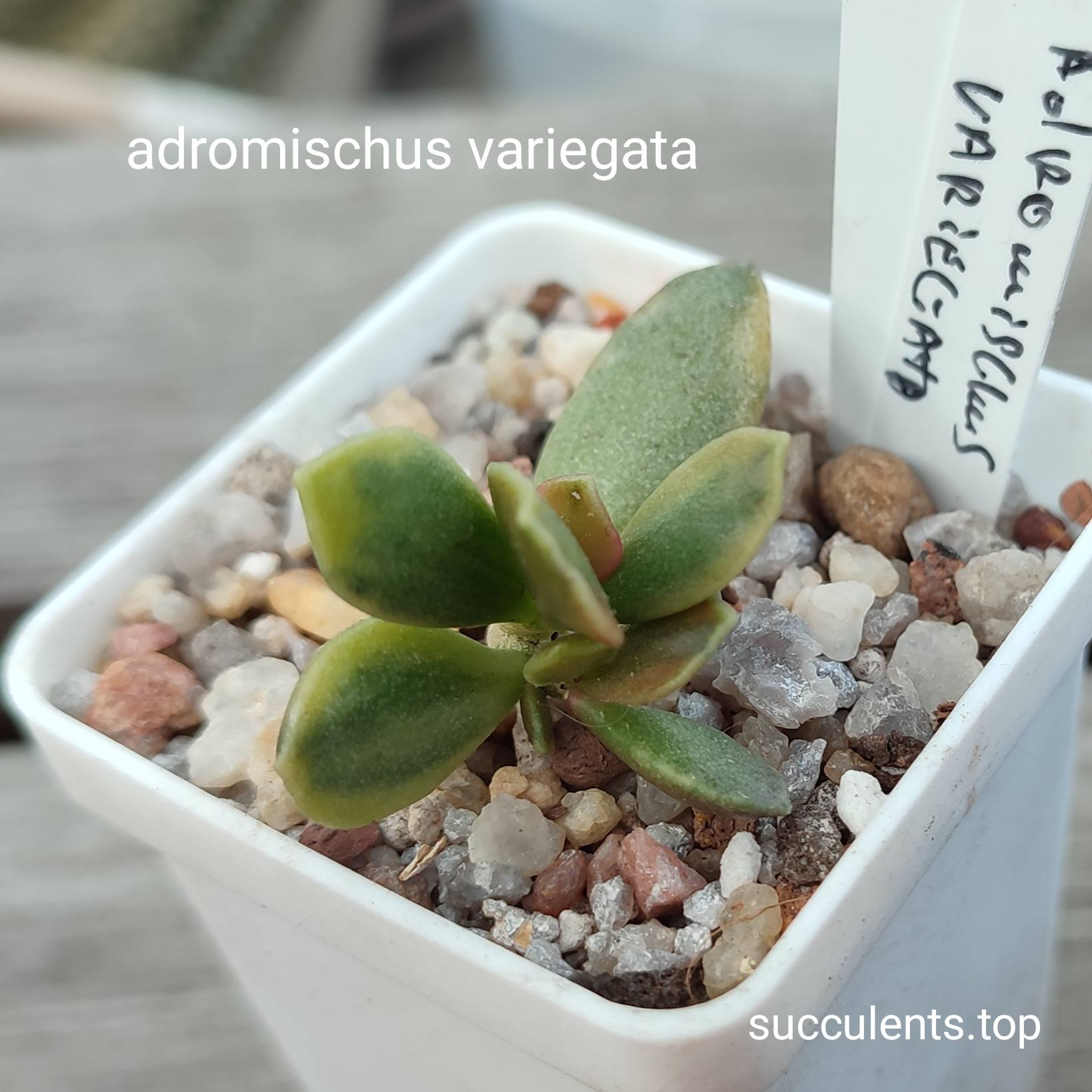 adromischus variegata