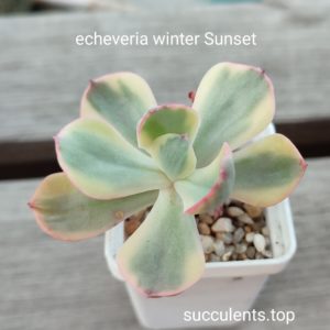 echeveria cv Winter Sunset