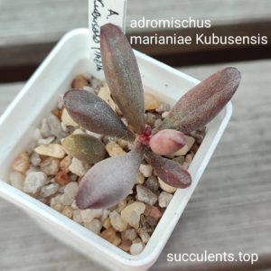 adromischus marianiae Kubusensis