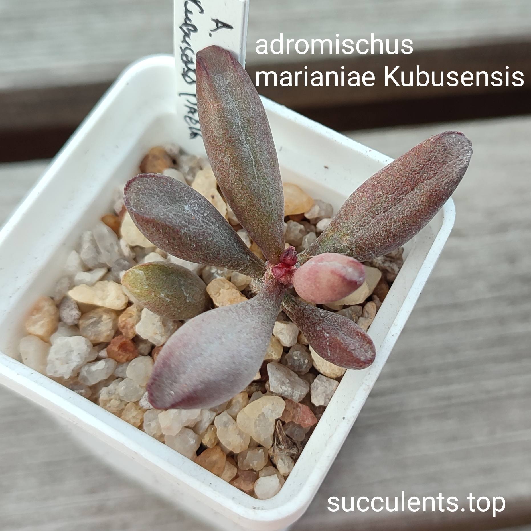 adromischus marianiae Kubusensis