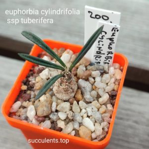 euphorbia cylindrifolia ssp tuberifera