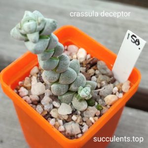 crassula deceptor