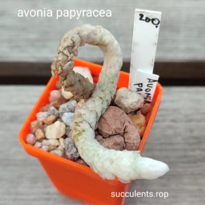 avonia papyracea