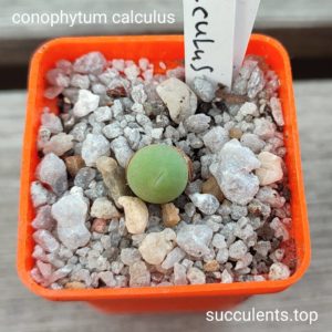 conophytum calculus