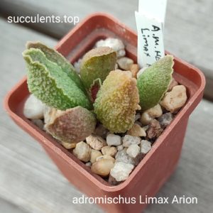 adromischus cv limax Arion