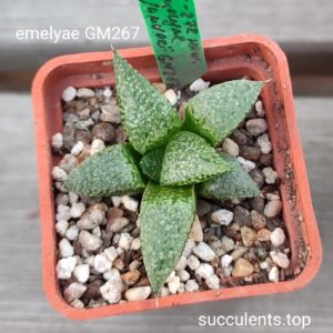 haworthia emelyae GM267