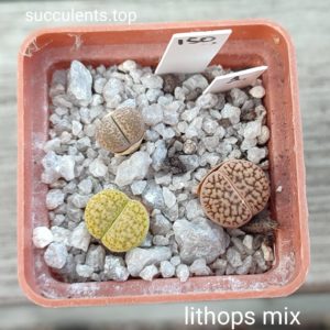 lithops mix 1