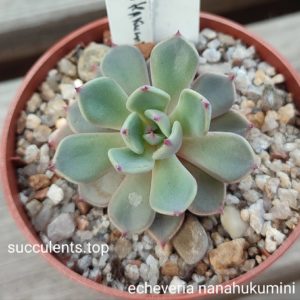 echeveria cv nanahukumini