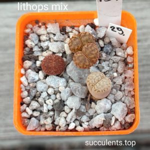 lithops mix 29