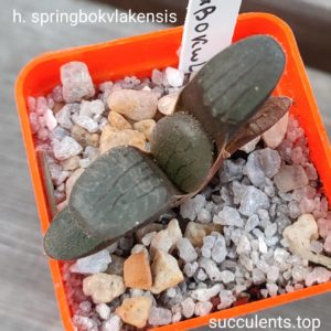 haworthia springbokvlakensis