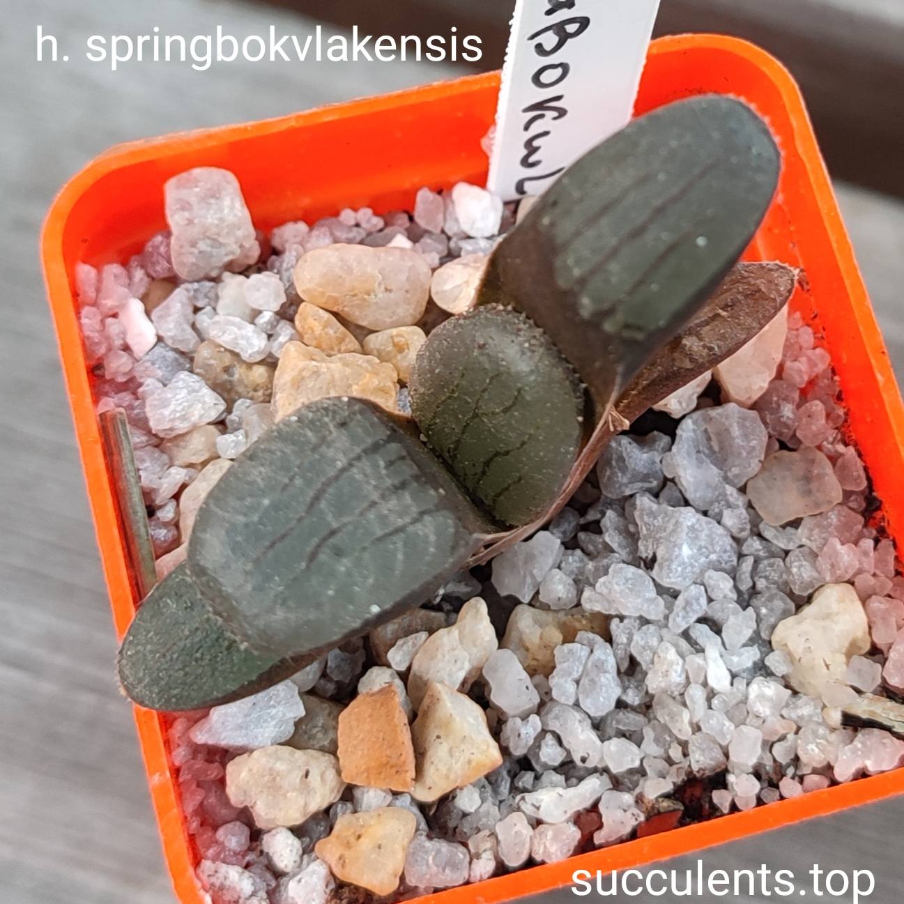 haworthia springbokvlakensis