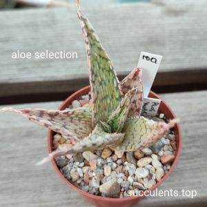 aloe cv