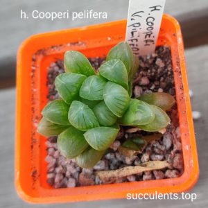 haworthia cooperi pelifera