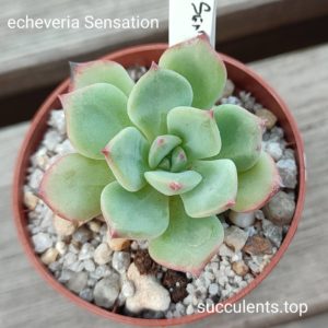 echeveria cv Sensation