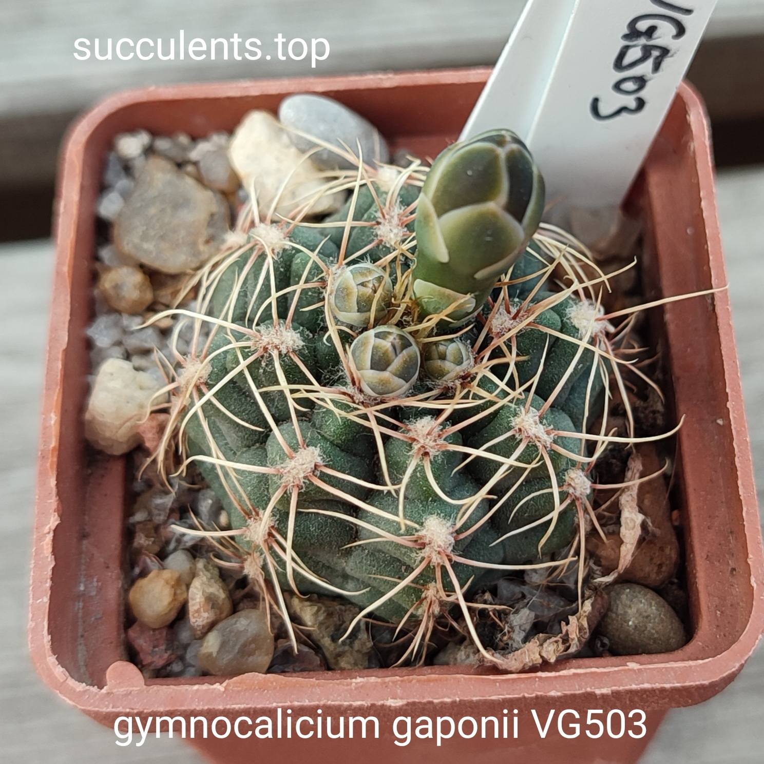 gymnocalycium gaponii VG503